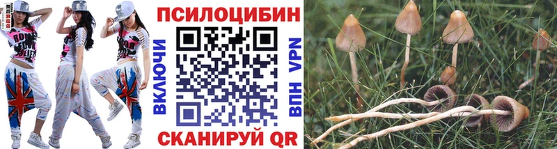 Галлюциногенные грибы Psilocybe  Нефтеюганск 